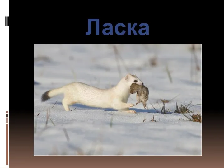 Ласка