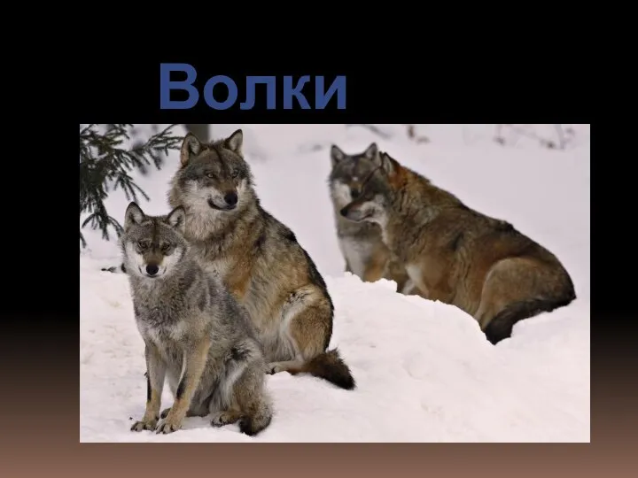 Волки