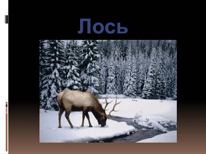 Лось