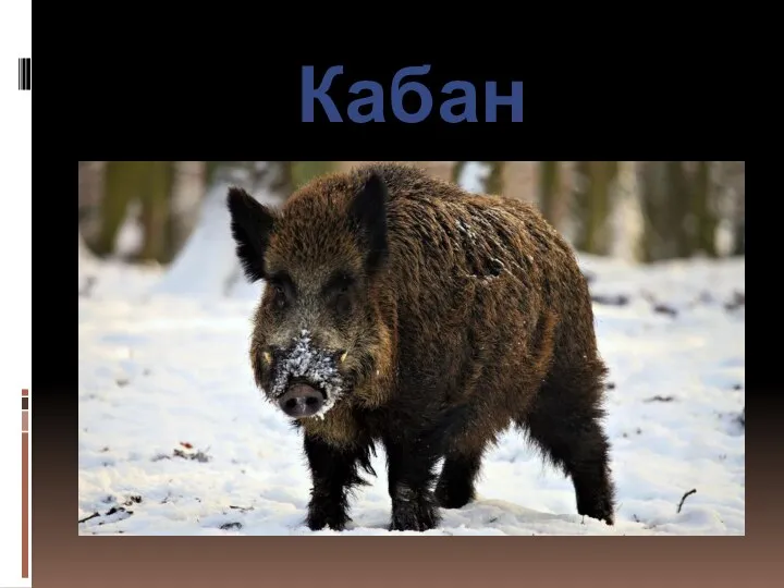 Кабан