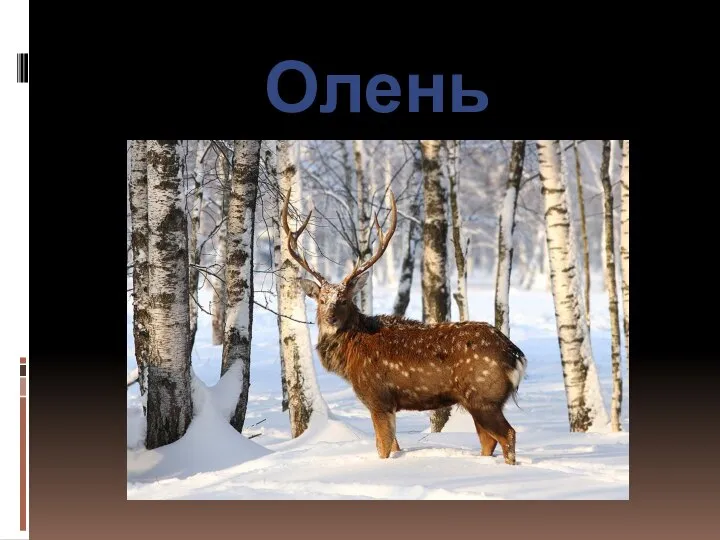 Олень