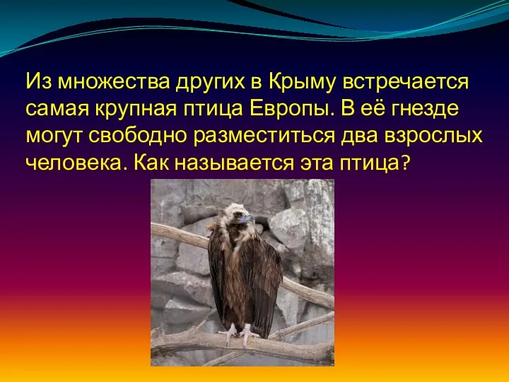 Из множества других в Крыму встречается самая крупная птица Европы. В её