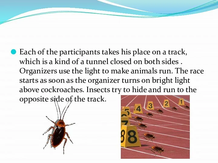 Each of the participants takes his place on a track, which is