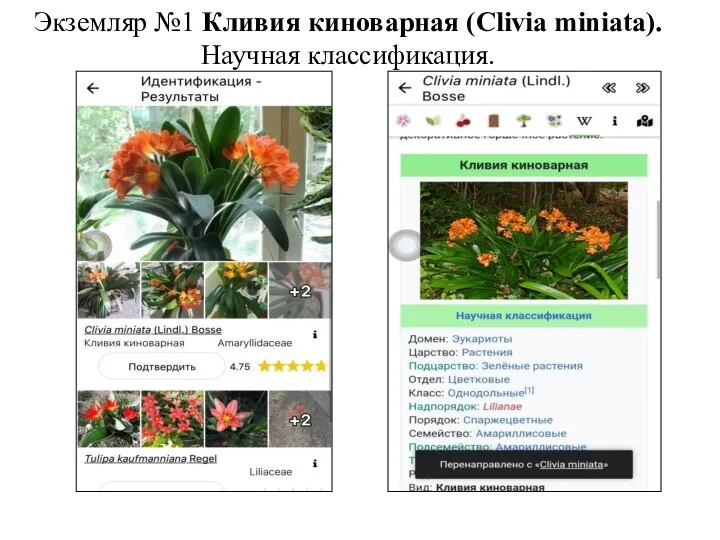 Экземляр №1 Кливия киноварная (Clivia miniata). Научная классификация.