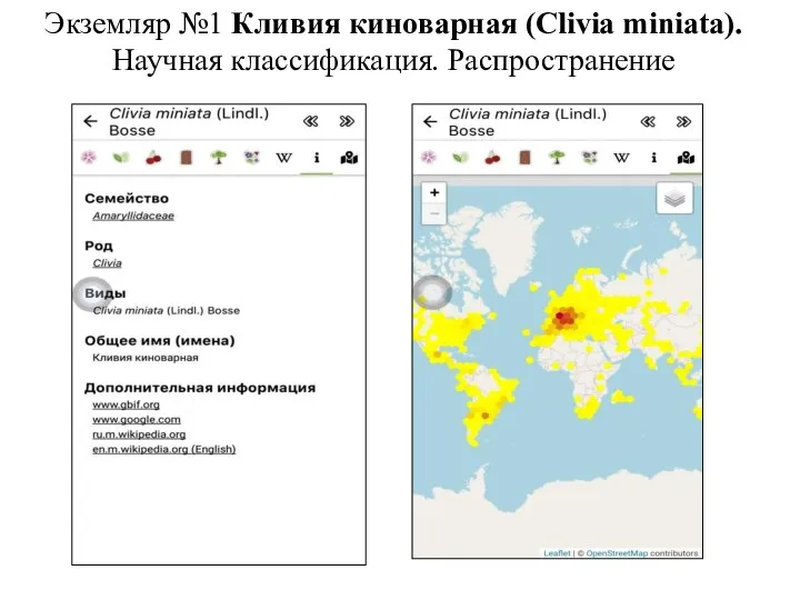 Экземляр №1 Кливия киноварная (Clivia miniata). Научная классификация. Распространение