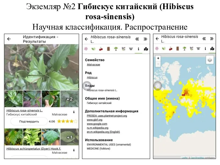 Экземляр №2 Гибискус китайский (Hibiscus rosa-sinensis) Научная классификация. Распространение