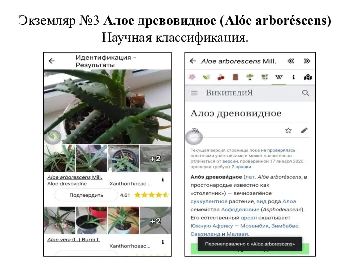 Экземляр №3 Алое древовидное (Alóe arboréscens) Научная классификация.