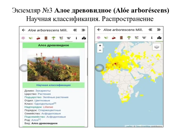 Экземляр №3 Алое древовидное (Alóe arboréscens) Научная классификация. Распространение