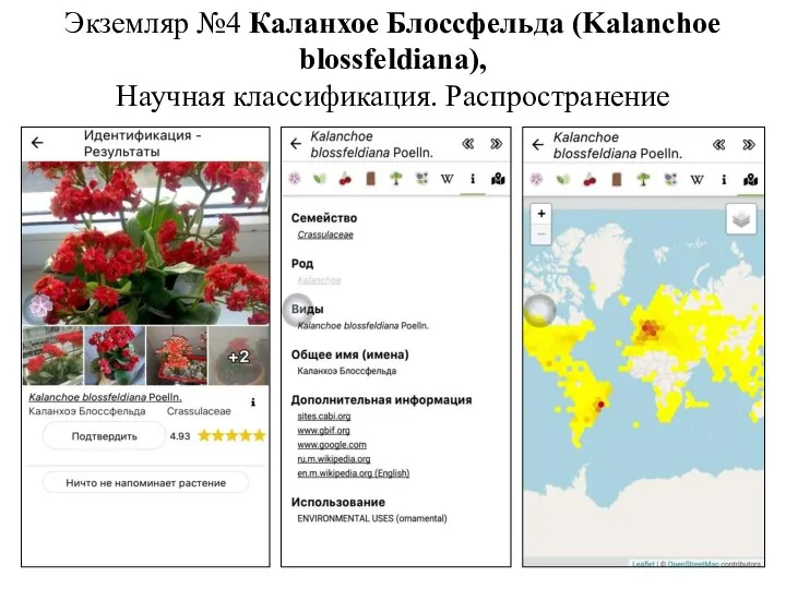 Экземляр №4 Каланхое Блоссфельда (Kalanchoe blossfeldiana), Научная классификация. Распространение