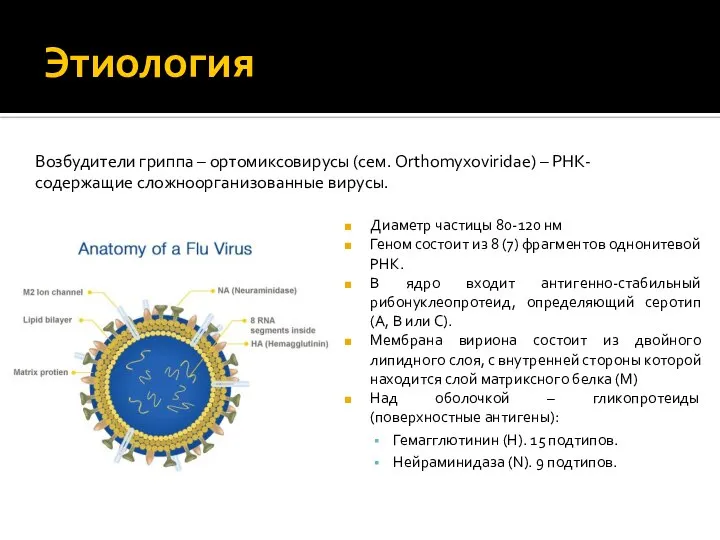 Этиология Диаметр частицы 80-120 нм Геном состоит из 8 (7) фрагментов однонитевой