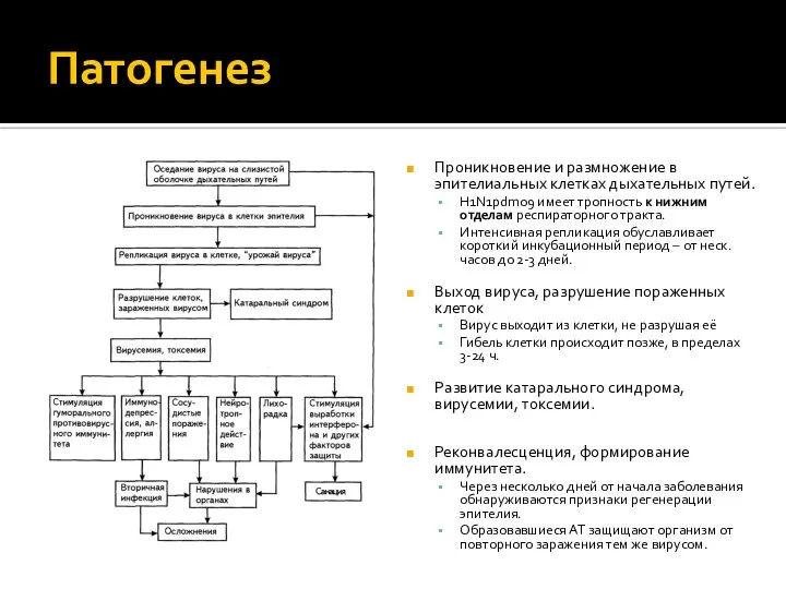 Патогенез Проникновение и размножение в эпителиальных клетках дыхательных путей. H1N1pdm09 имеет тропность