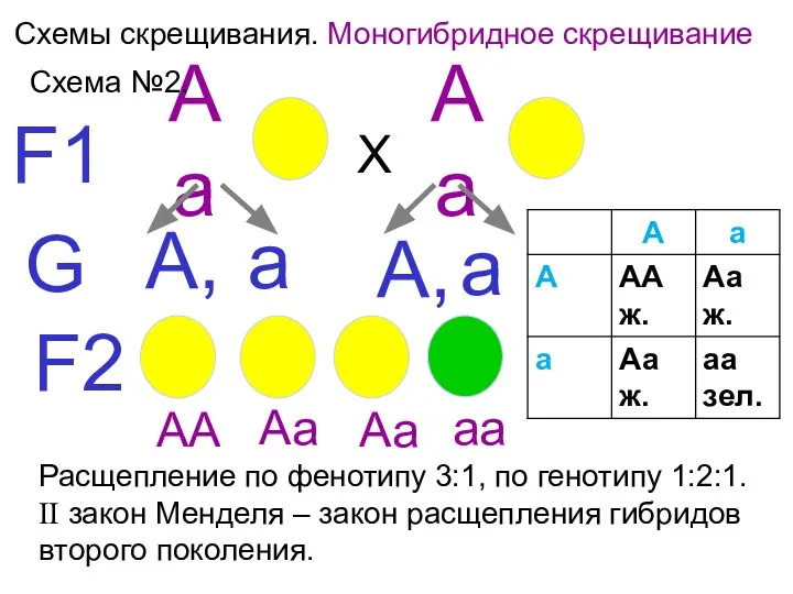 Схемы скрещивания. Моногибридное скрещивание Х F1 F2 G А, а Аа Аа