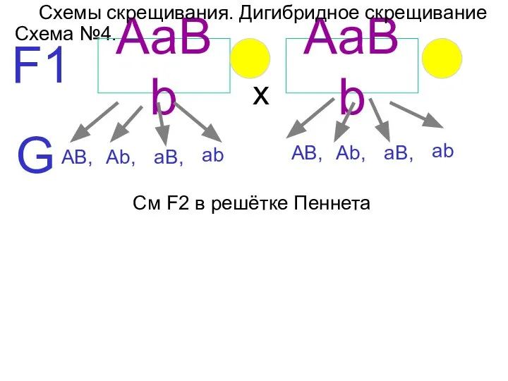 Схема №4. F1 АаBb АаBb G АВ, аb Аb, aВ, АВ, аb