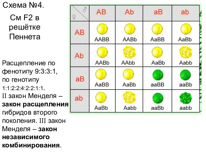 Схема №4. См F2 в решётке Пеннета Расщепление по фенотипу 9:3:3:1, по