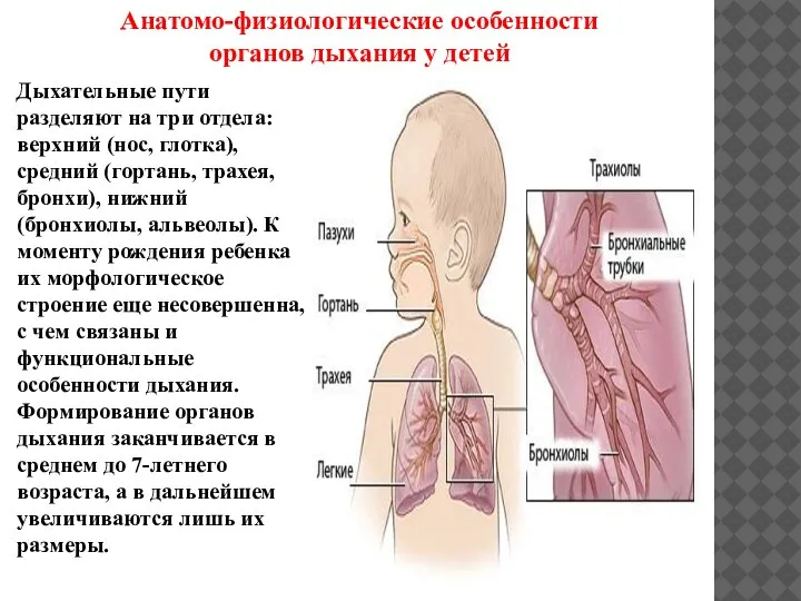 Дыхательные пути разделяют на три отдела: верхний (нос, глотка), средний (гортань, трахея,