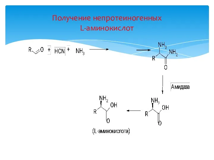 Получение непротеиногенных L-аминокислот