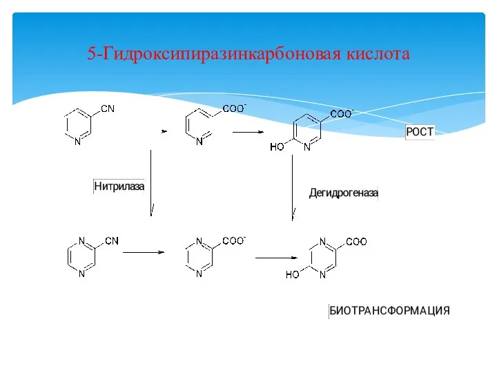 5-Гидроксипиразинкарбоновая кислота