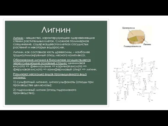 Лигнин Лигнин – вещество, характеризующее одеревеневшие стенки растительных клеток. Сложное полимерное соединение,