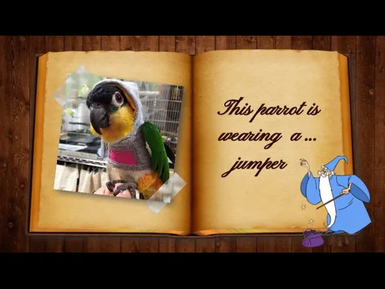 This parrot is wearing a … jumper