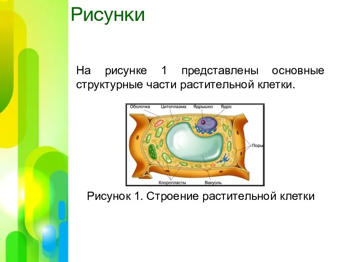 Рисунки На рисунке 1 представлены основные структурные части растительной клетки. Рисунок 1. Строение растительной клетки