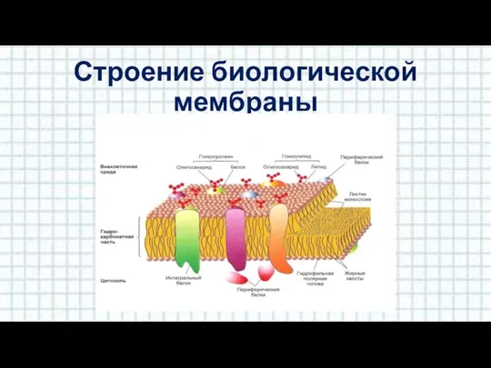 Строение биологической мембраны