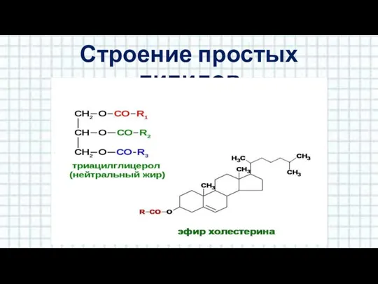 Строение простых липидов