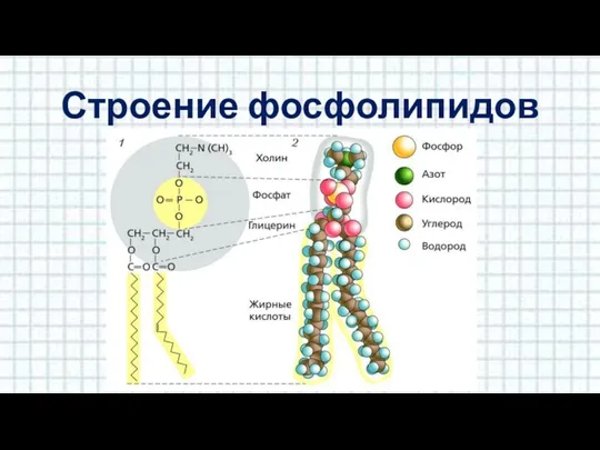 Строение фосфолипидов