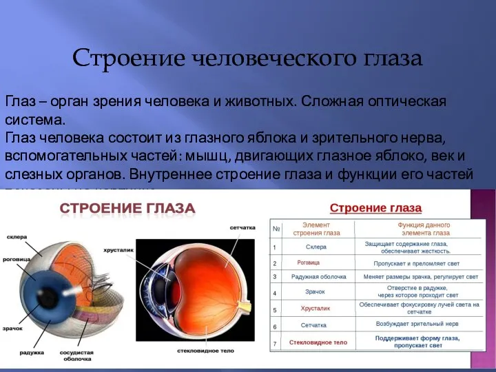 Глаз – орган зрения человека и животных. Сложная оптическая система. Глаз человека