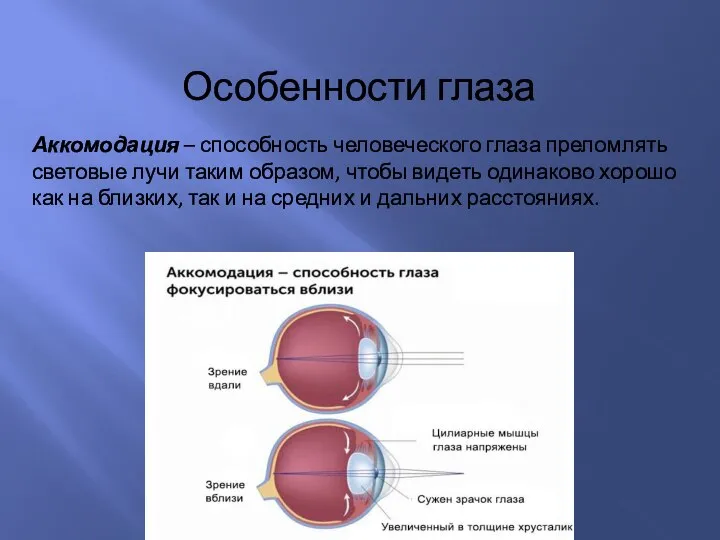 Особенности глаза Аккомодация – способность человеческого глаза преломлять световые лучи таким образом,