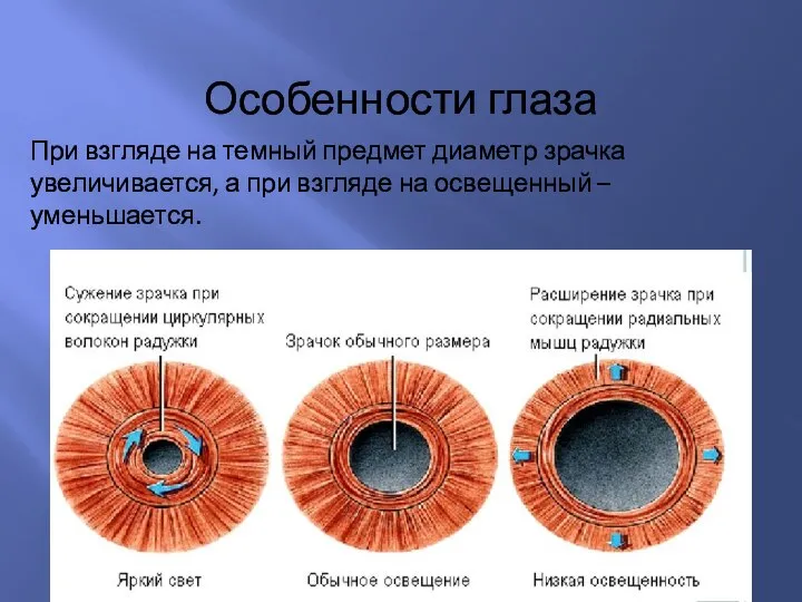 Особенности глаза При взгляде на темный предмет диаметр зрачка увеличивается, а при