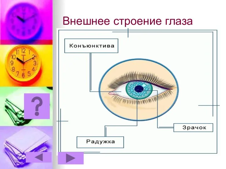 Внешнее строение глаза