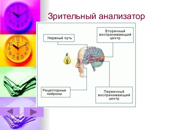 Зрительный анализатор