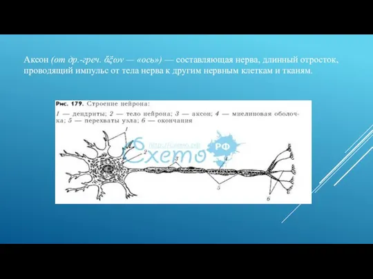 Аксон (от др.-греч. ἄξων — «ось») — составляющая нерва, длинный отросток, проводящий