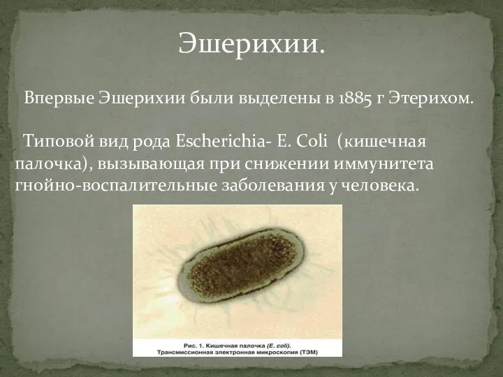 Впервые Эшерихии были выделены в 1885 г Этерихом. Типовой вид рода Escherichia-