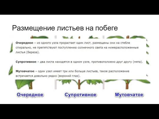 Размещение листьев на побеге СТР 45 СДЕЛАТЬ СХЕМУ