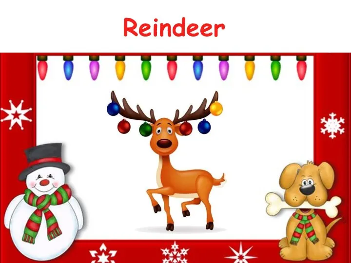 Reindeer