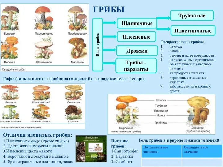 ГРИБЫ Виды грибов Шляпочные Плесневые Дрожжи Распространение грибов: на суше в воде