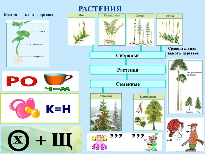 РАСТЕНИЯ Семенные Растения Споровые Клетки → ткани → органы Сравнительная высота деревьев