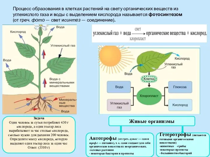 Процесс образования в клетках растений на свету органических веществ из углекислого газа