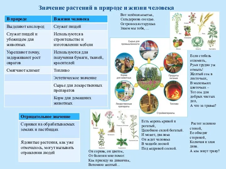 Значение растений в природе и жизни человека Есть корень кривой и рогатый,