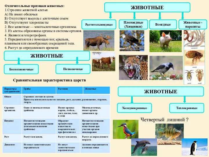 Отличительные признаки животных: 1.Строение животной клетки А) Не имеет оболочки Б) Отсутствует