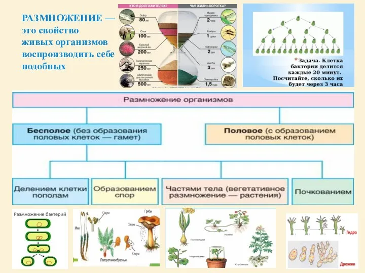 РАЗМНОЖЕНИЕ — это свойство живых организмов воспроизводить себе подобных