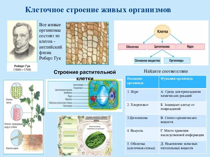 Клеточное строение живых организмов Все живые организмы состоят из клеток - английский