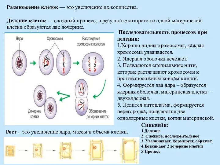 Размножение клеток — это увеличение их количества. Деление клеток — сложный процесс,