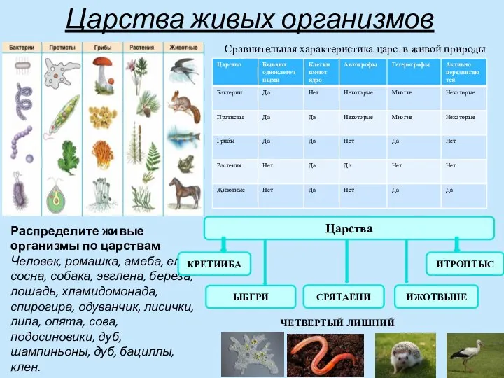 Царства живых организмов Сравнительная характеристика царств живой природы Распределите живые организмы по