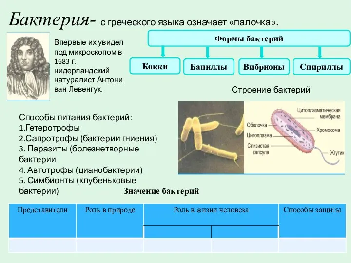 Бактерия- с греческого языка означает «палочка». Впервые их увидел под микроскопом в