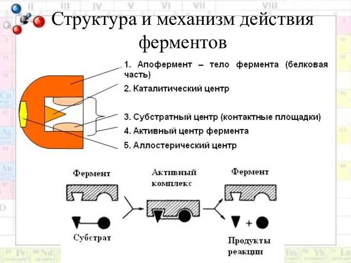 Структура и механизм действия ферментов