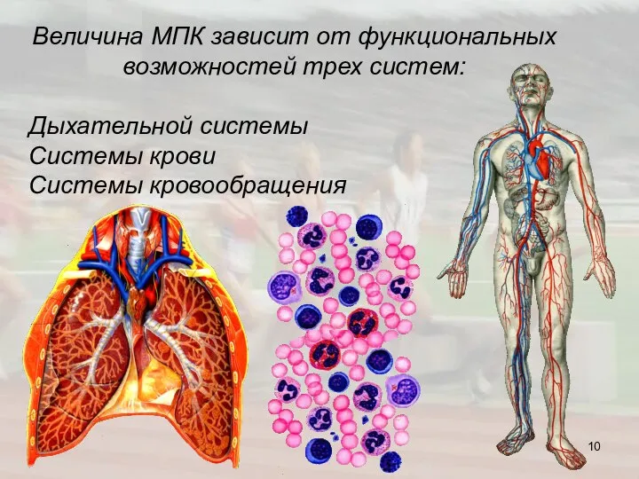 Величина МПК зависит от функциональных возможностей трех систем: Дыхательной системы Системы крови Системы кровообращения