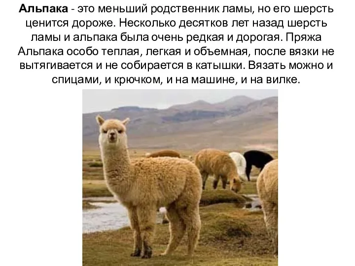 Альпака - это меньший родственник ламы, но его шерсть ценится дороже. Несколько