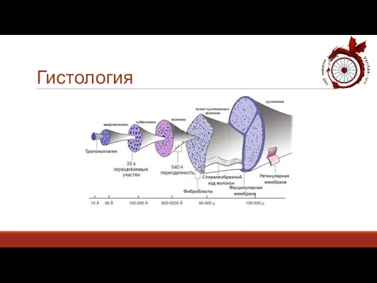 Гистология